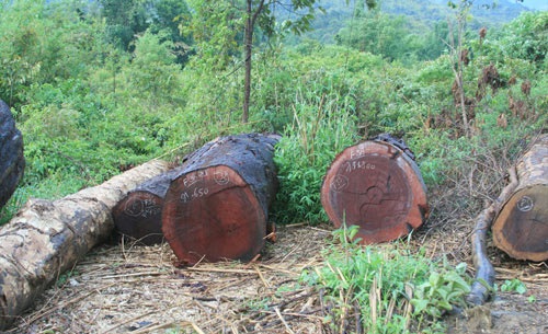 Cây gỗ gụ Cây gỗ gụ